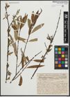 Foto von Salix alba L. x Salix fragilis L.